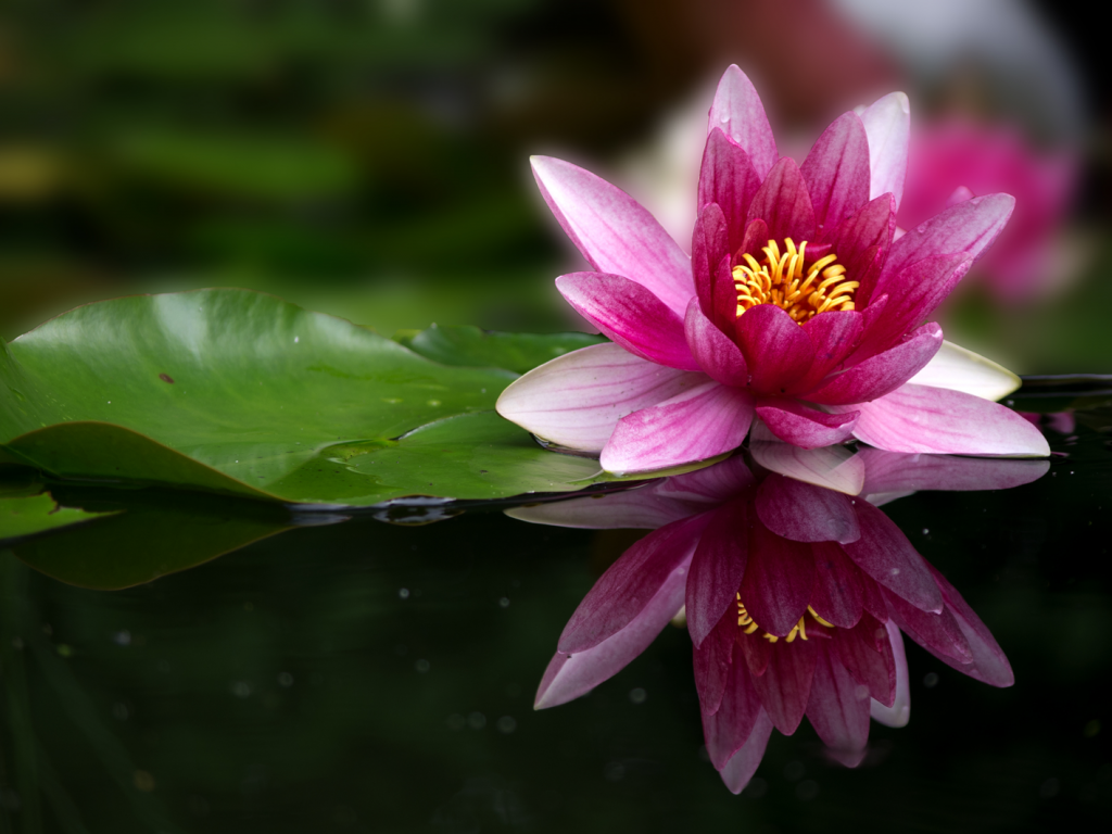 Fotografie: Naturfotografie