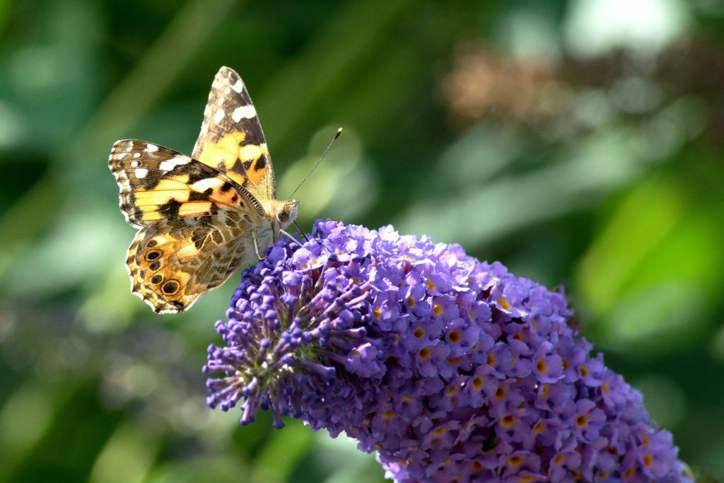 Fotografie: Naturfotografie