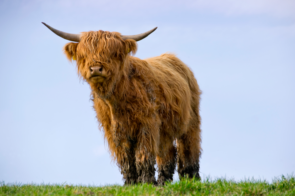Fotografie: Tierfotografie